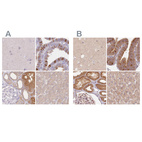 Immunohistochemical staining of human cerebral cortex, fallopian tube, kidney and liver using Anti-WDR54 antibody HPA053558 (A) shows similar protein distribution across tissues to independent antibody HPA043257 (B).