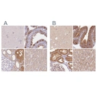Immunohistochemical staining of human cerebral cortex, fallopian tube, kidney and liver using Anti-WDR54 antibody HPA053558 (A) shows similar protein distribution across tissues to independent antibody HPA043257 (B).