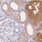 Immunohistochemical staining of human kidney using Anti-WDR54 antibody HPA053558.