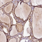 Anti-TOGARAM1 Antibody