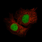 Anti-SALL4 Antibody