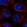 Anti-CASP8AP2 Antibody