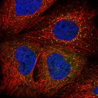 Immunofluorescent staining of human cell line A-431 shows localization to vesicles.