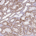 Immunohistochemical staining of human kidney shows high expression.