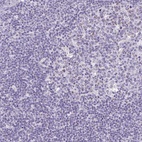 Immunohistochemical staining of human lymph node shows low expression as expected.