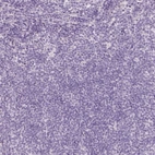 Immunohistochemical staining of human lymph node shows low expression as expected.