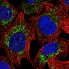 Immunofluorescent staining of human cell line U-2 OS shows localization to mitochondria.