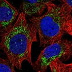 Immunofluorescent staining of human cell line U-2 OS shows localization to mitochondria.