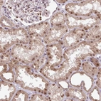 Immunohistochemical staining of human kidney shows strong nuclear positivity in cells in tubules.