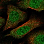 Immunofluorescent staining of human cell line U-2 OS shows localization to nucleoplasm & cytosol.