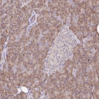 Anti-TRIAP1 Antibody