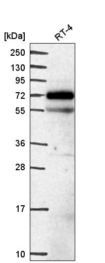 Anti-EEPD1 Antibody