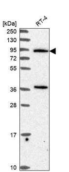 Anti-PLCD3 Antibody