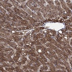 Immunohistochemical staining of human liver shows high expression.