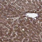 Immunohistochemical staining of human liver shows high expression.
