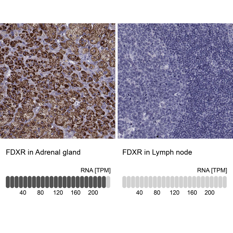 Anti-FDXR Antibody