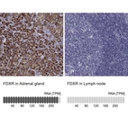 Anti-FDXR Antibody