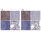 Immunohistochemical staining of human adrenal gland, liver, lymph node and testis using Anti-FDXR antibody HPA053673 (A) shows similar protein distribution across tissues to independent antibody HPA044393 (B).