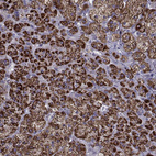 Immunohistochemical staining of human adrenal gland shows strong granular cytoplasmic positivity in glandular cells.