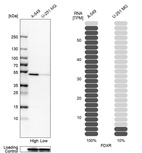 Western blot analysis in human cell lines A-549 and U-251MG using Anti-FDXR antibody. Corresponding FDXR RNA-seq data are presented for the same cell lines. Loading control: Anti-GAPDH.