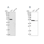 Western blot analysis using Anti-FDXR antibody HPA053673 (A) shows similar pattern to independent antibody HPA044393 (B).