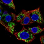 Immunofluorescent staining of human cell line Hep G2 shows localization to mitochondria.