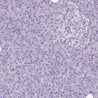 Immunohistochemical staining of human pancreas shows no cytoplasmic positivity in exocrine glandular cells as expected.