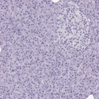 Immunohistochemical staining of human pancreas shows no cytoplasmic positivity in exocrine glandular cells as expected.