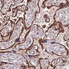 Anti-KLHL20 Antibody