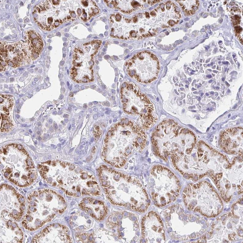 Anti-NOCT Antibody