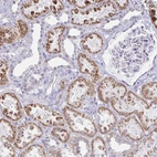 Anti-NOCT Antibody