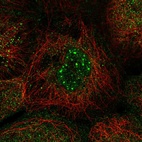 Immunofluorescent staining of human cell line A-431 shows localization to nuclear bodies & cytosol.