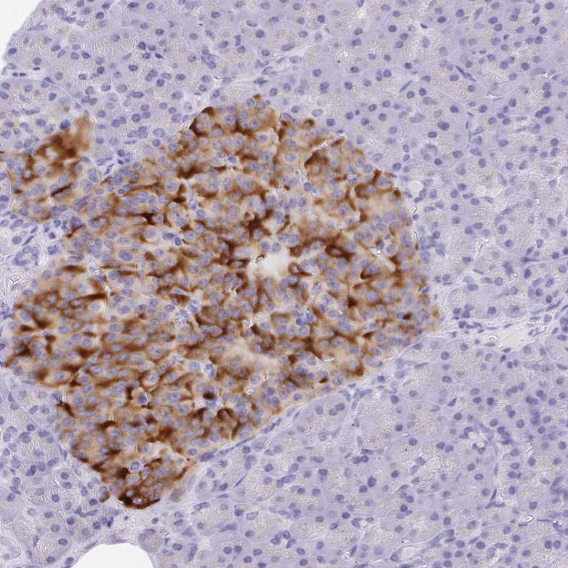 Anti-SCG3 Antibody