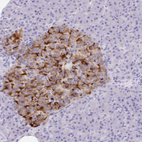 Anti-SCG3 Antibody