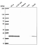 Anti-SKP1 Antibody