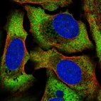 Immunofluorescent staining of human cell line U-2 OS shows localization to cytosol.