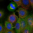 Immunofluorescent staining of human cell line MCF7 shows localization to cytosol, cytokinetic bridge & mitotic spindle.