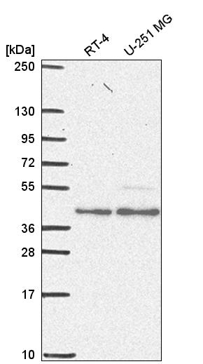 Anti-ESRRA Antibody
