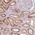 Immunohistochemical staining of human kidney shows high expression.