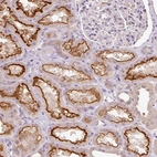 Immunohistochemical staining of human kidney shows high expression.