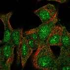 Immunofluorescent staining of human cell line Hep G2 shows localization to nucleus, nucleoli fibrillar center & cytosol.