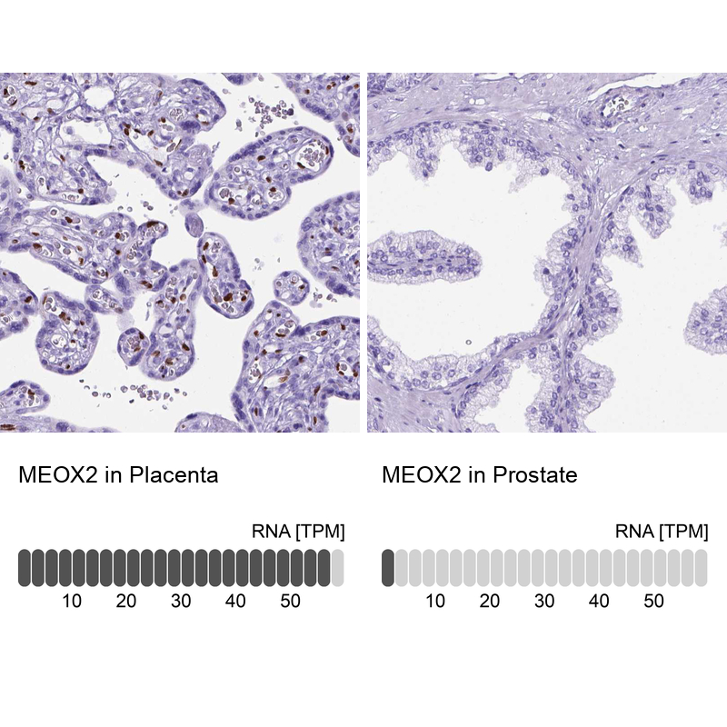 Anti-MEOX2 Antibody