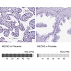 Anti-MEOX2 Antibody