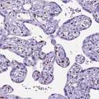 Immunohistochemical staining of human placenta shows strong nuclear positivity in endothelial cells.