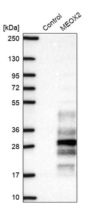 Western blot analysis in control (vector only transfected HEK293T lysate) and MEOX2 over-expression lysate (Co-expressed with a C-terminal myc-DDK tag (~3.1 kDa) in mammalian HEK293T cells, LY401795).