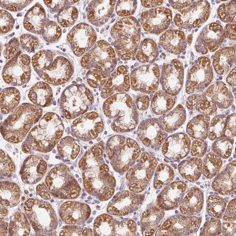 Anti-PRSS48 Antibody