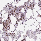 Anti-TMEM177 Antibody