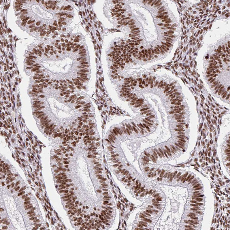 Anti-SRSF10 Antibody