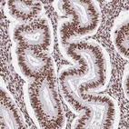 Anti-SRSF10 Antibody