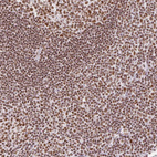 Immunohistochemical staining of human tonsil shows moderate to strong nuclear positivity in non-germinal center cells.